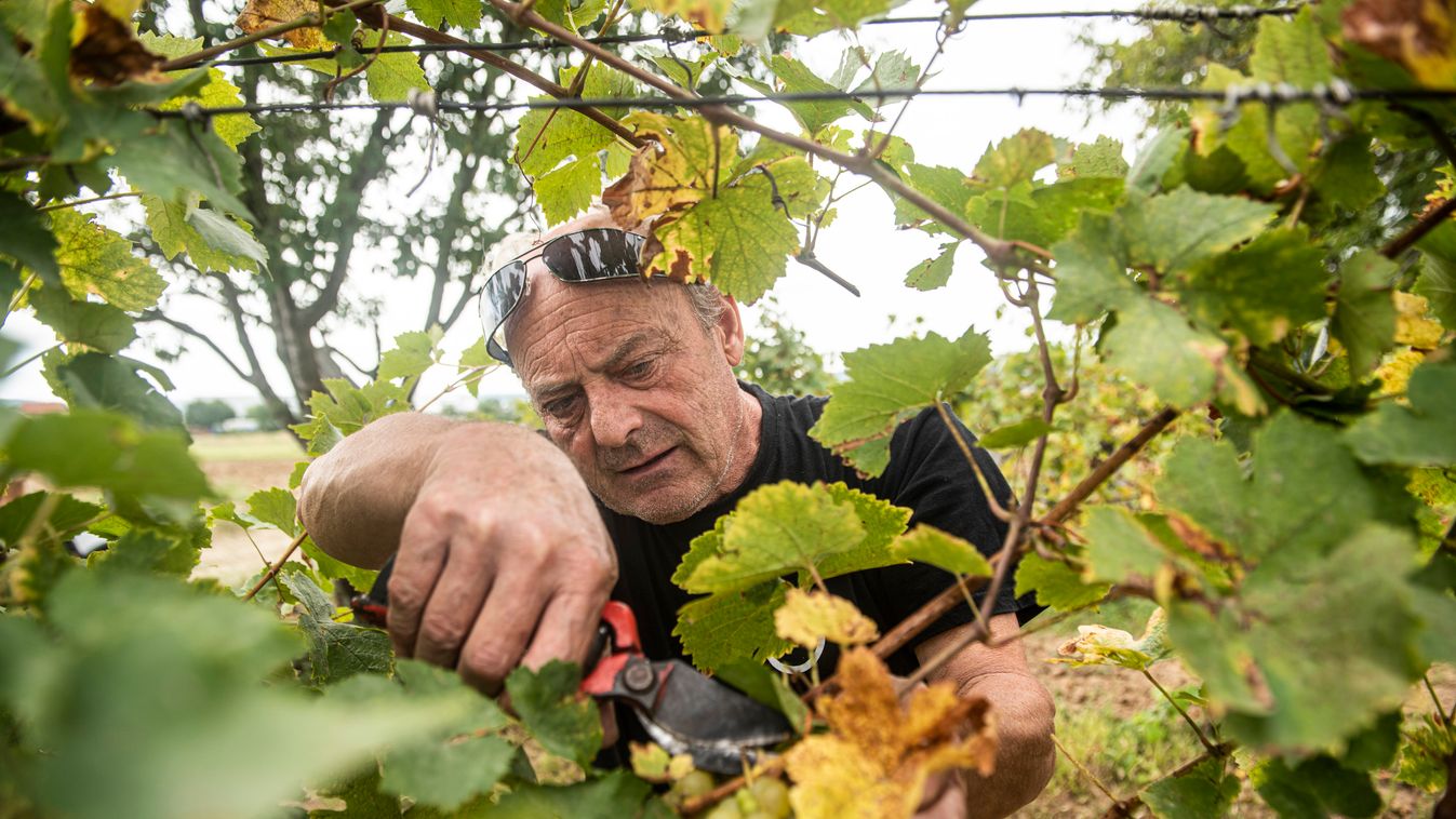 Érik a szőlő: a Mátraalján már javában szüretelnek