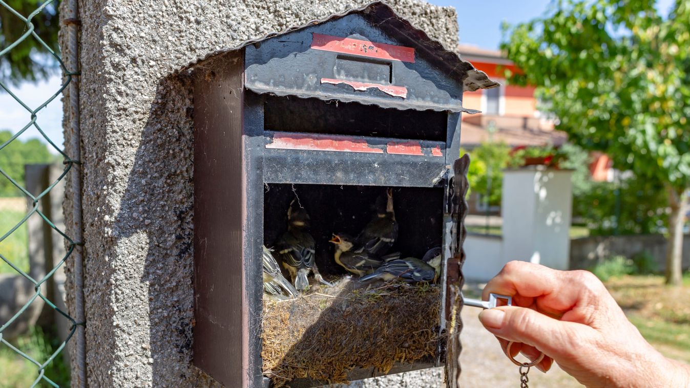 Megelőzhető a védett széncinegék postaládákba költözése