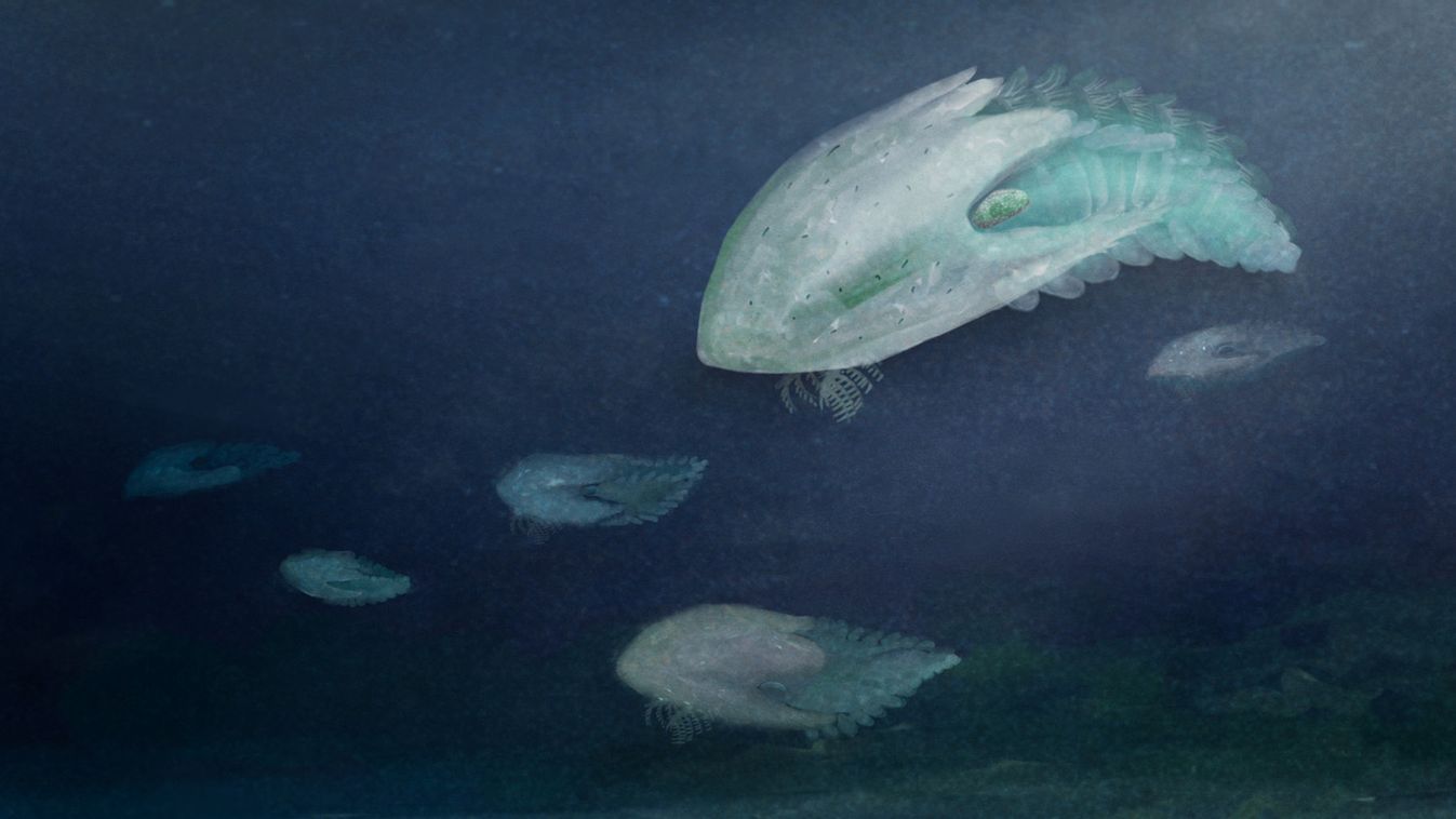 Félmillió éve élt ősi ízeltlábú fossziliáját fedezték fel