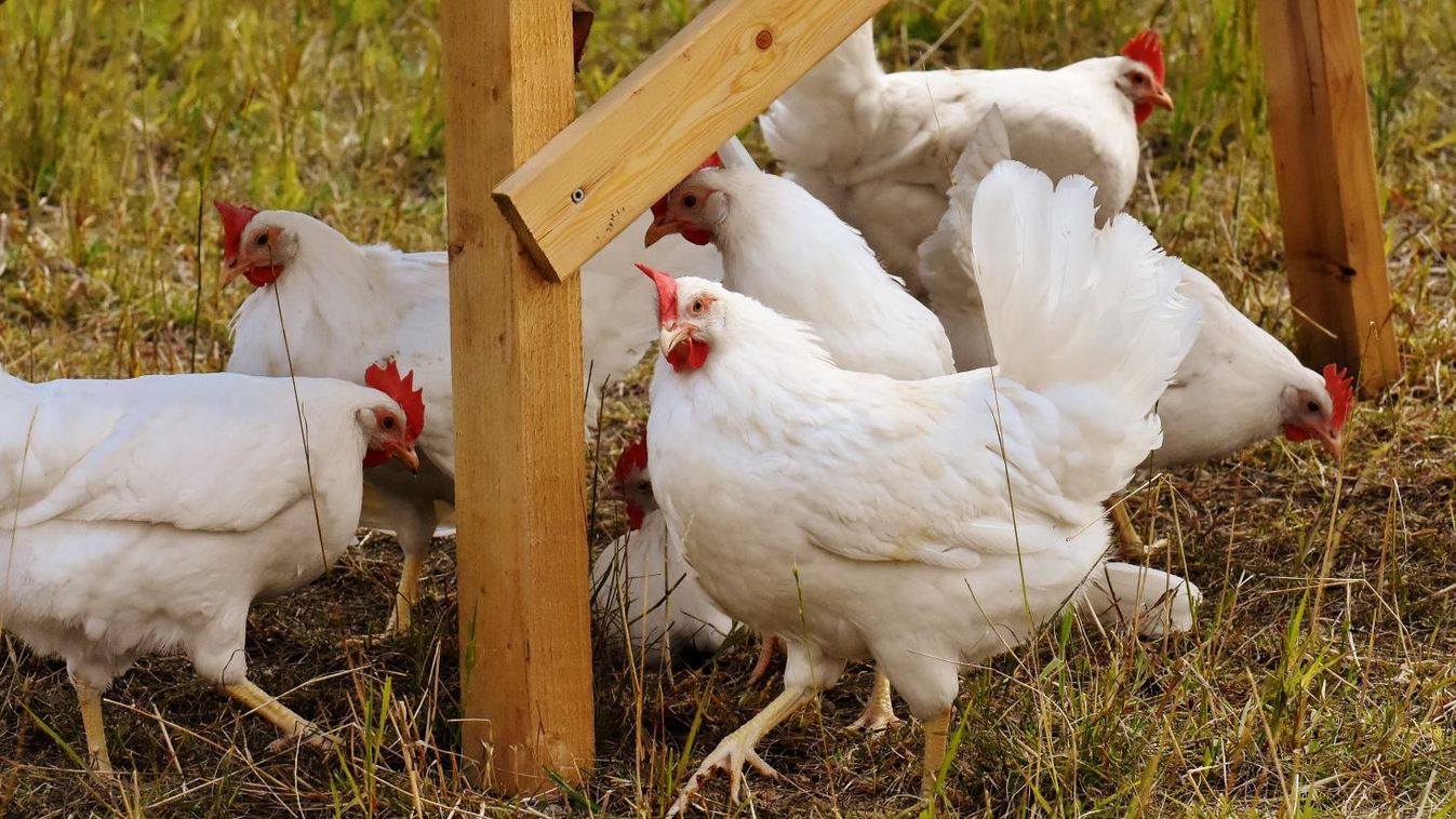 Kutatásra érdemes háztáji gazdaságok találhatóak Magyargécen