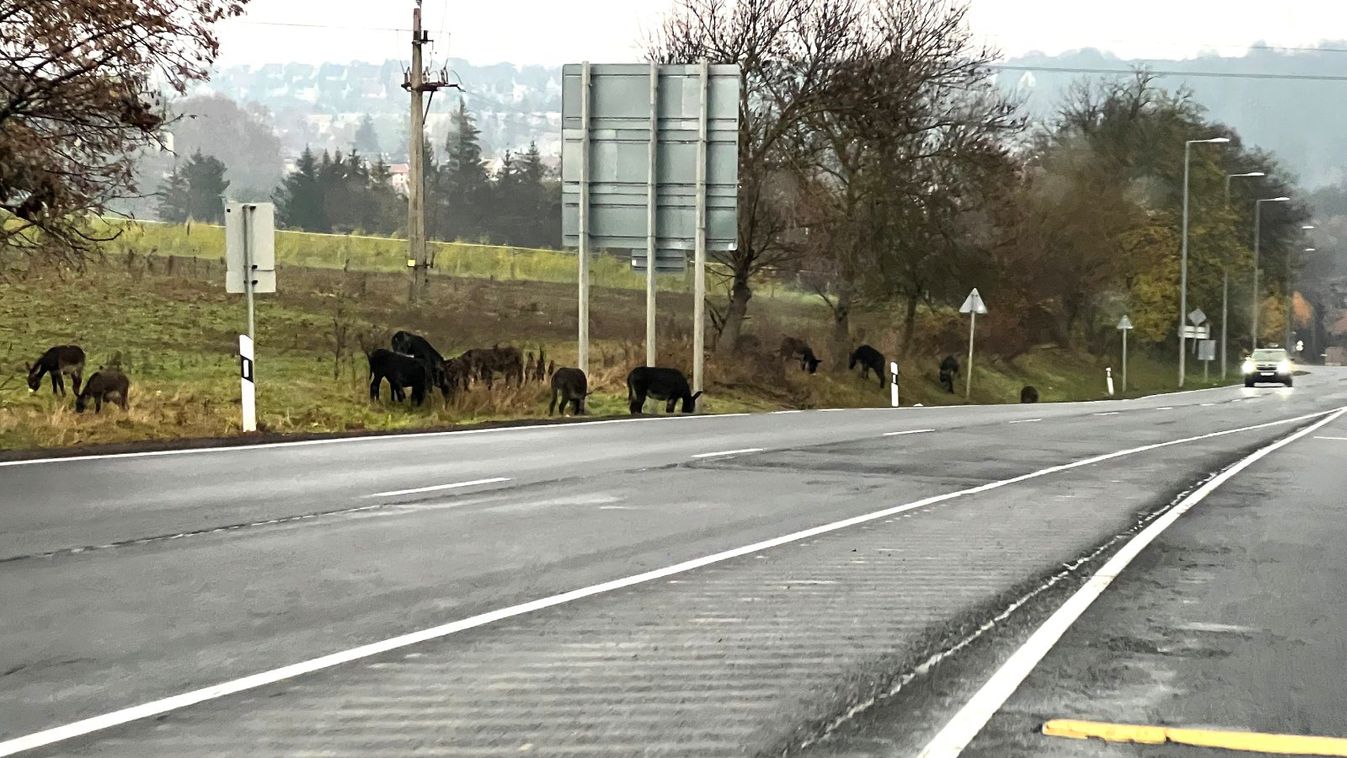 Állatkínzásért ítélték el a „szamaras” állatorvost Nyugat-Nógrádban