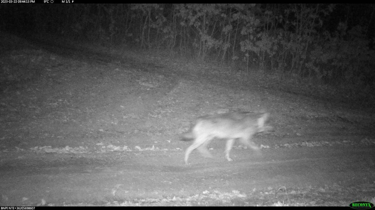 A Svájcból érkező ragadozó, a farkasok megfigyelésére telepített kamerák előtt is elhaladt Nógrád vármegyében