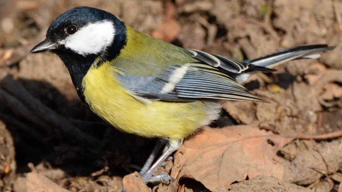 Téli lakossági madárszámlálást szerveztek, jön a tavaszi akció