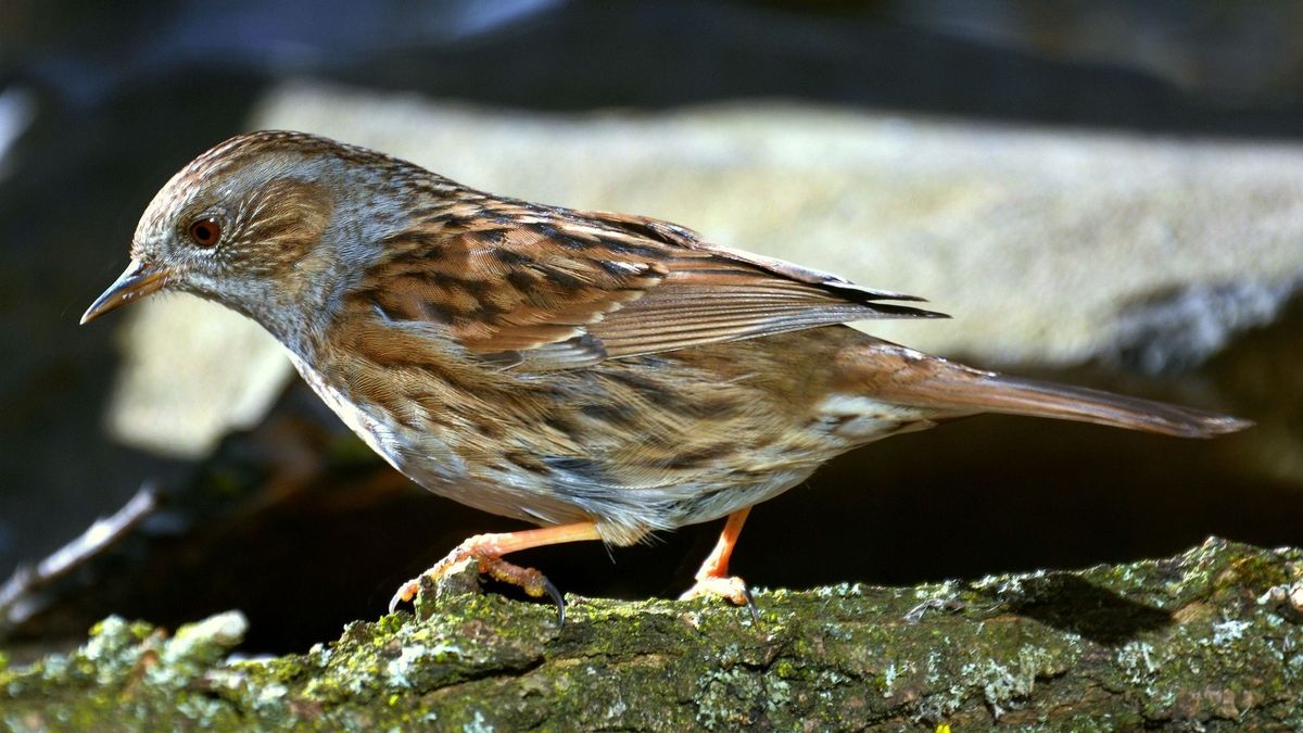 Téli lakossági madárszámlálást szerveztek, jön a tavaszi akció