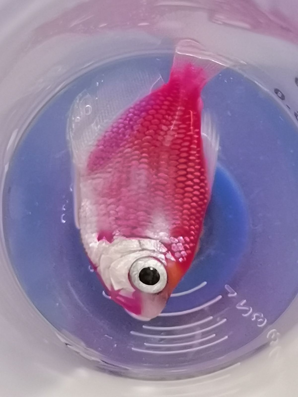 Génmódosított hal a Nébih laboratóriumában