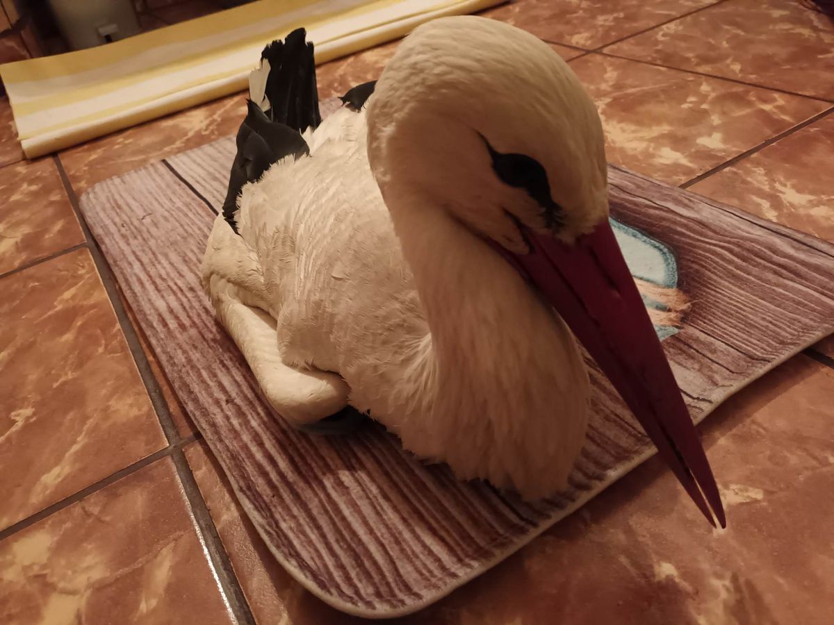 A sérült gólyára először a fürdőszobában, majd saját szobájában vigyázott az állatmentő