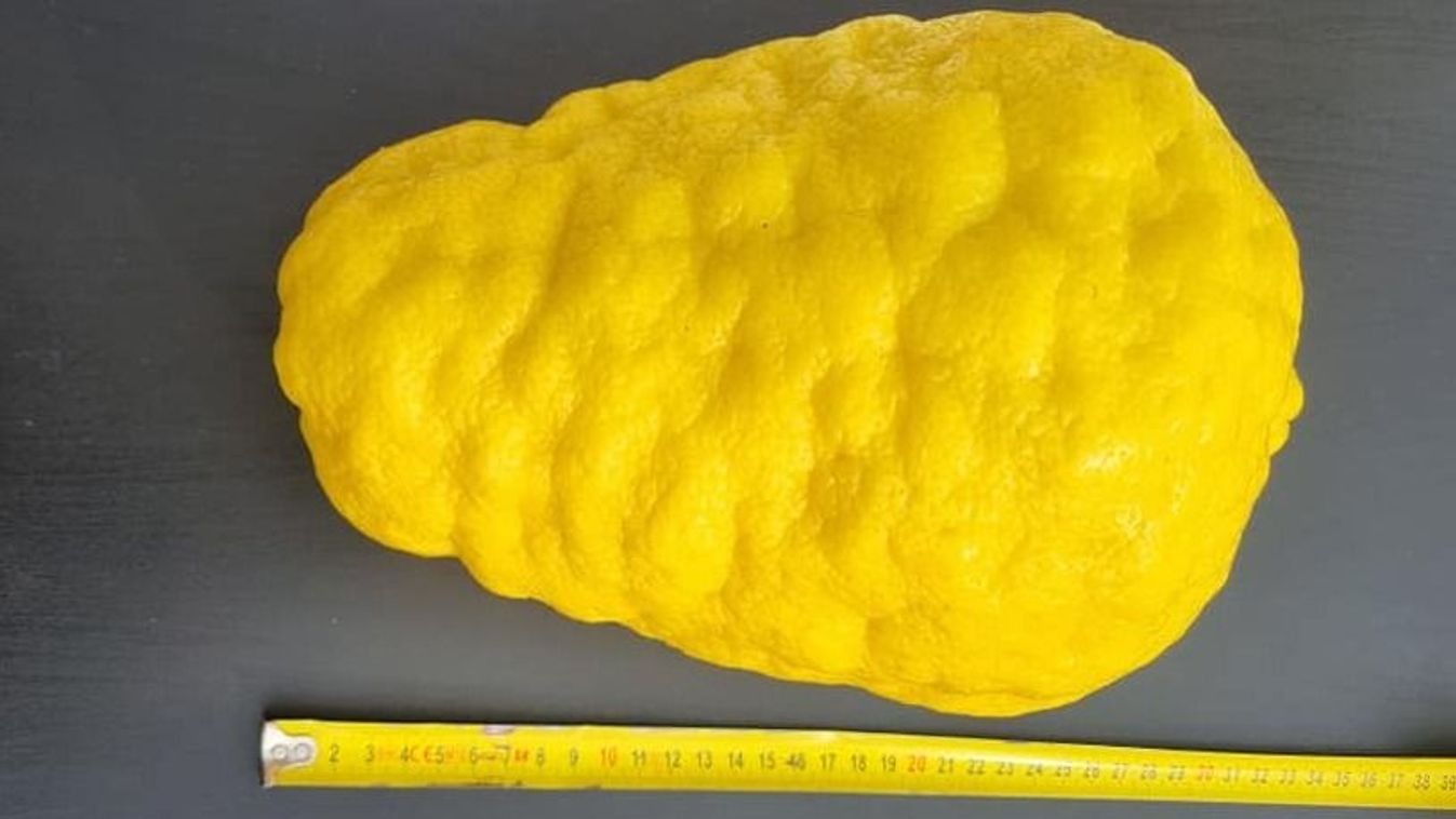 Gigantikus citrom termett a szügyi polgármester kertjében
