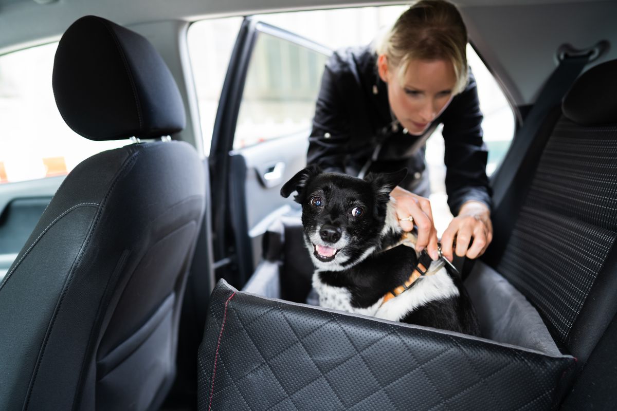 Woman,Fastening,Dog,In,Car,With,Safe,Belt,In,Seat