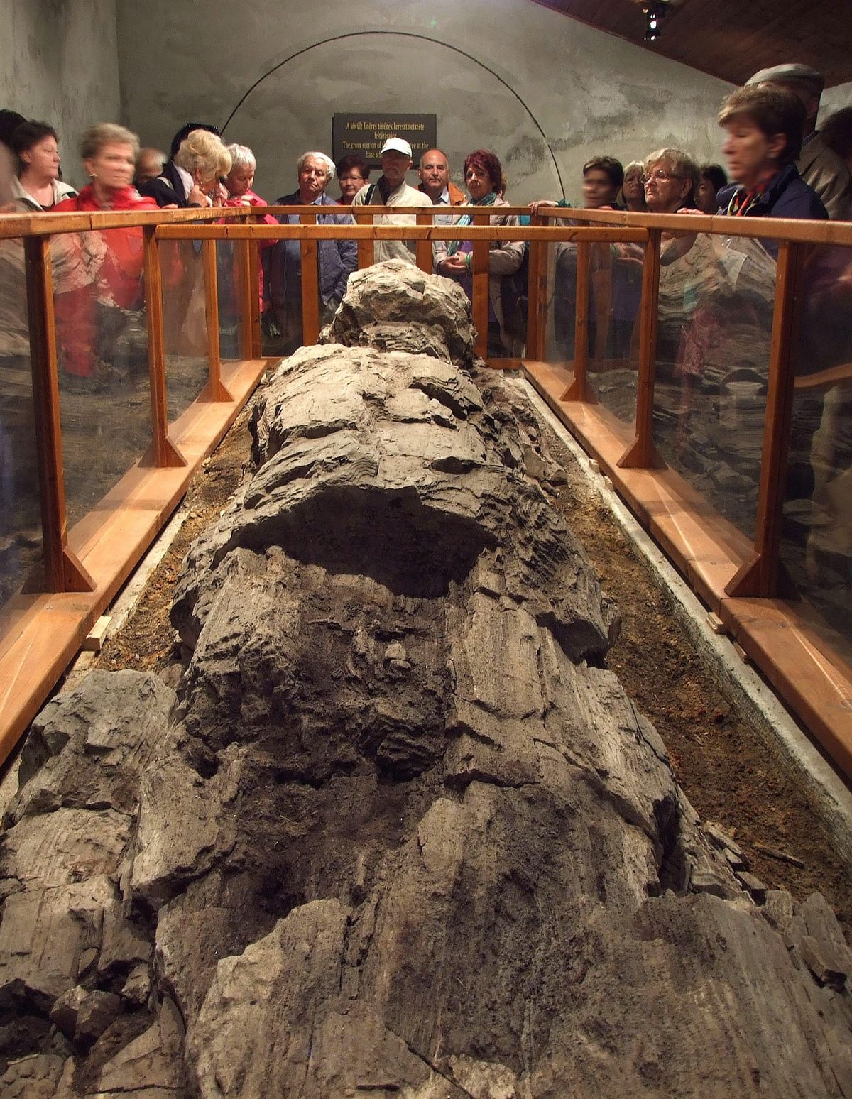 Az Ipolytarnóci Ősmaradványok Természetvédelmi Terület egyik bemutató csarnokában a világ legnagyobb ismert, megkövesedett óriásfenyőjét is megtekinthetik majd 