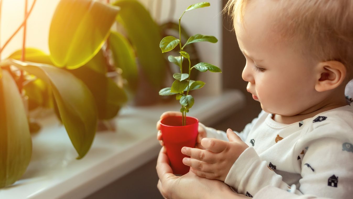 Pedig mindenki ezt csinálja! 8 dolog, amit veszélyes az ablakpárkányra tenni