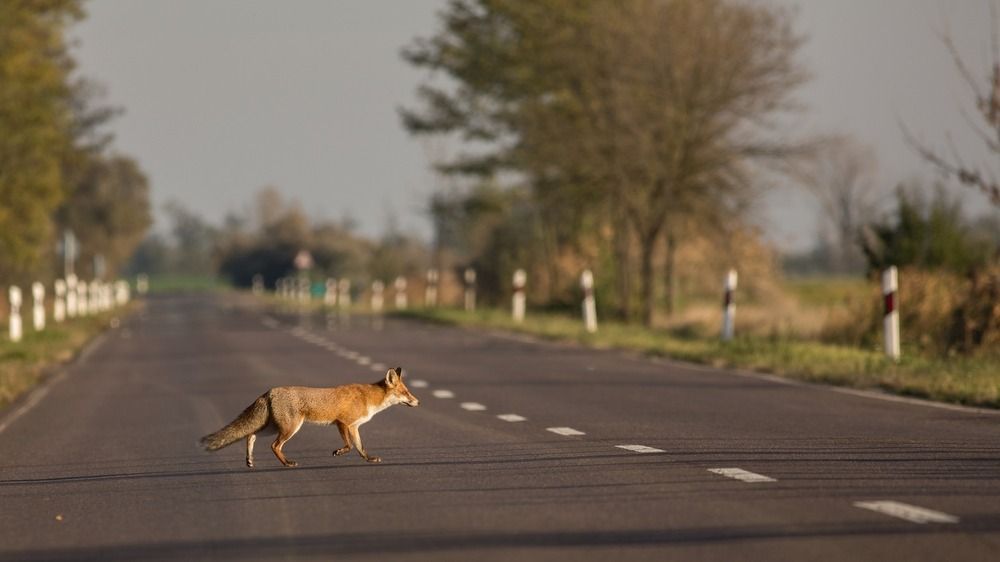 Portálunk most utánajárt, hogy mi a teendő róka gázolás esetén