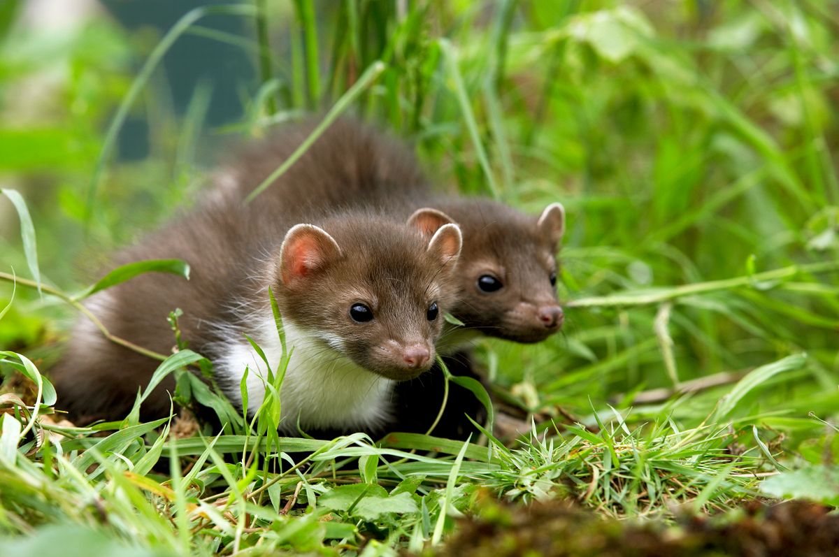 Stone,Marten,Or,Beech,Marten,,Martes,Foina,,Youngs,Standing,On