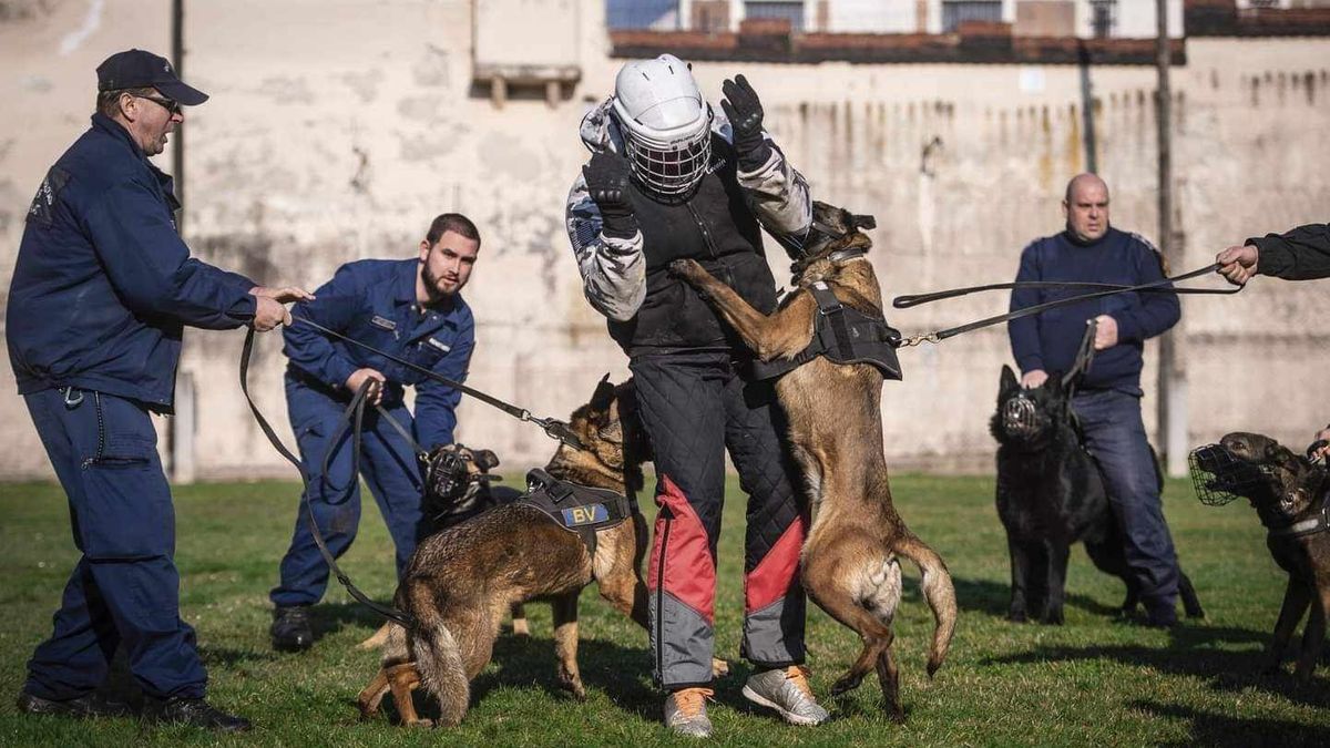 Szabadidejében kutyák kiképzésével is fogalkozik a salgótarjáni tűzoltó