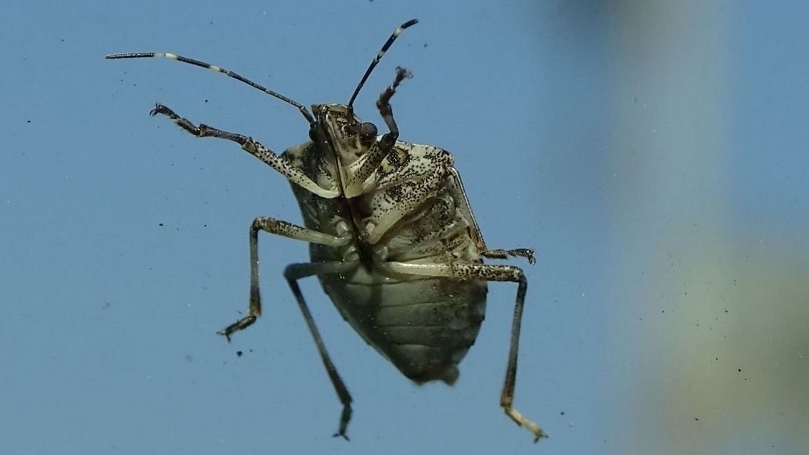 Az ősz mindig a poloskainvázió időszaka