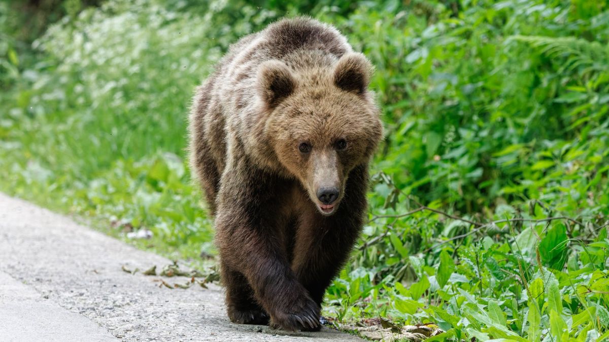 Medvetámadás okozta a férfi halálát