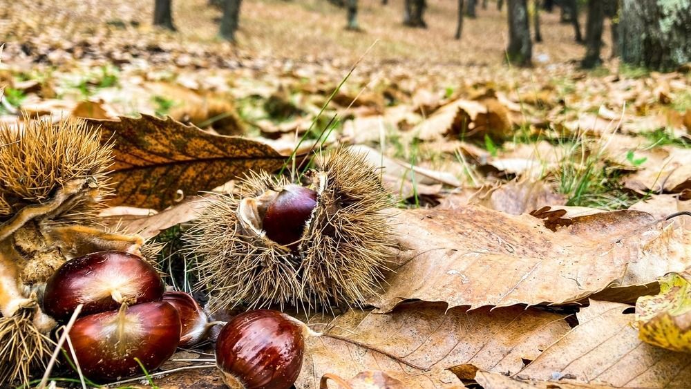 A gesztenye kedves emlékeket ébresztett fel bennem