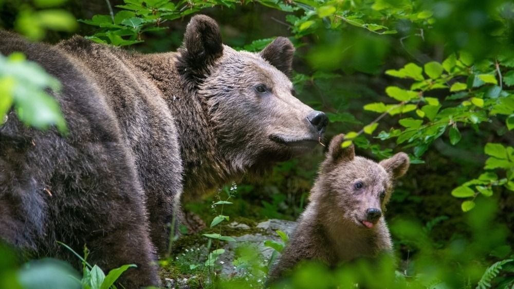 Az anyamedve minden körülmények között a bocsait védelmezi