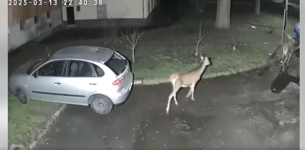 A Vásártéren trappoltak át az őzgidák csütörtök este