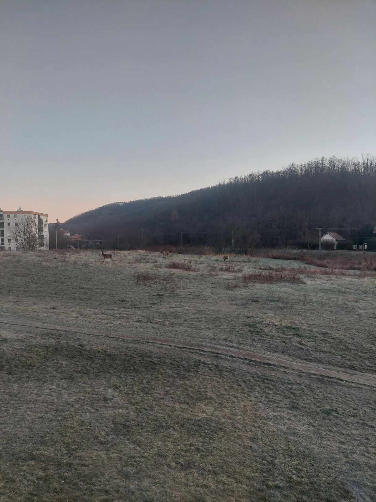 szarvas, rudli, szarvascsoport, Salgótarján