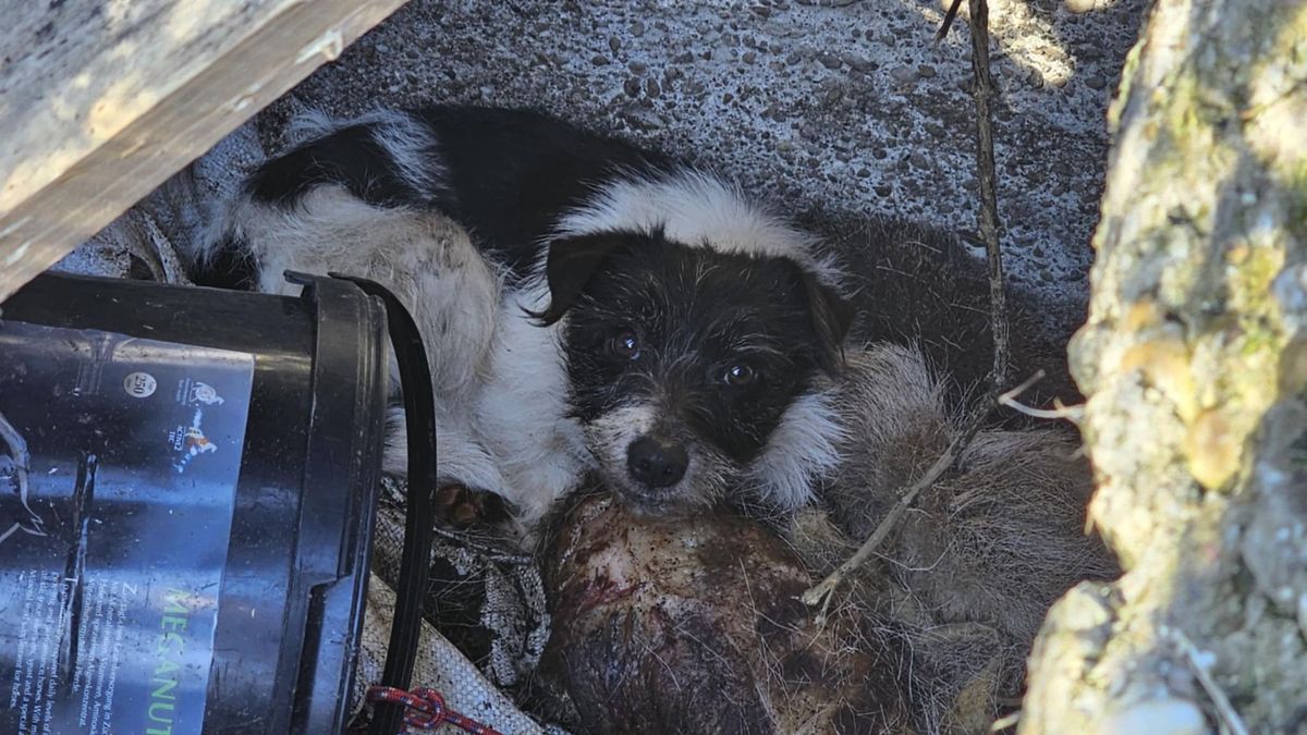 A kiskutya egy dögkútba esett bele. Azt, hogy véletlenül esett fogságba, vagy valaki szándékosan dobta-e bele, nem tudni