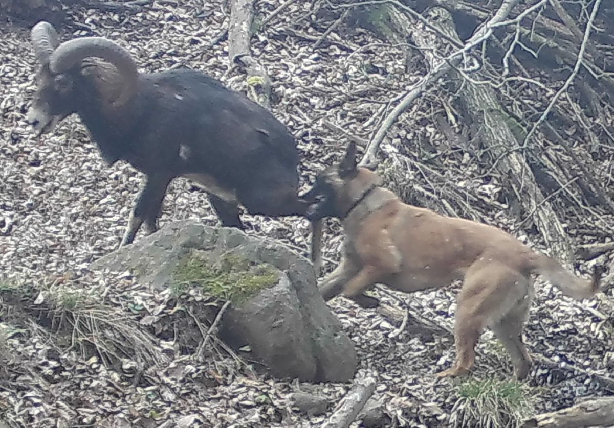 Muflonra támadott egy kutya a Börzsönyben