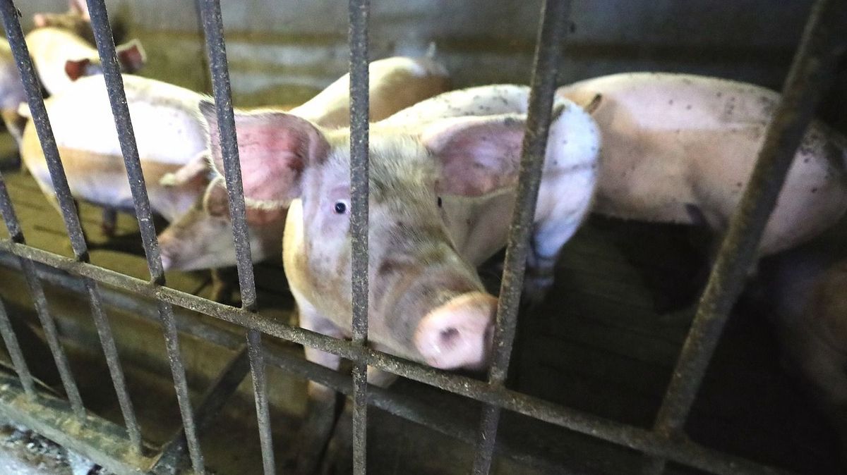 A sertések jelentős szerepet játszhatnak a vírus terjesztésében