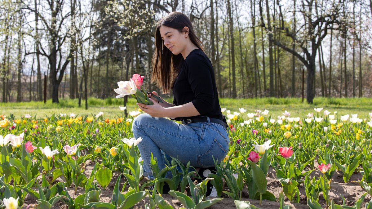 Palócföld Csodálatos Tulipánkertje, tulipán, Balassagyamat, tulipánkert