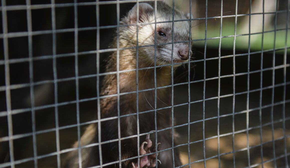 Nyest csapdában – hatékony védekezés nyestkár ellen