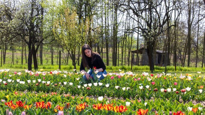 Tulipánok tízezrei tarkítják a virágoskertet Balassagyarmatnál