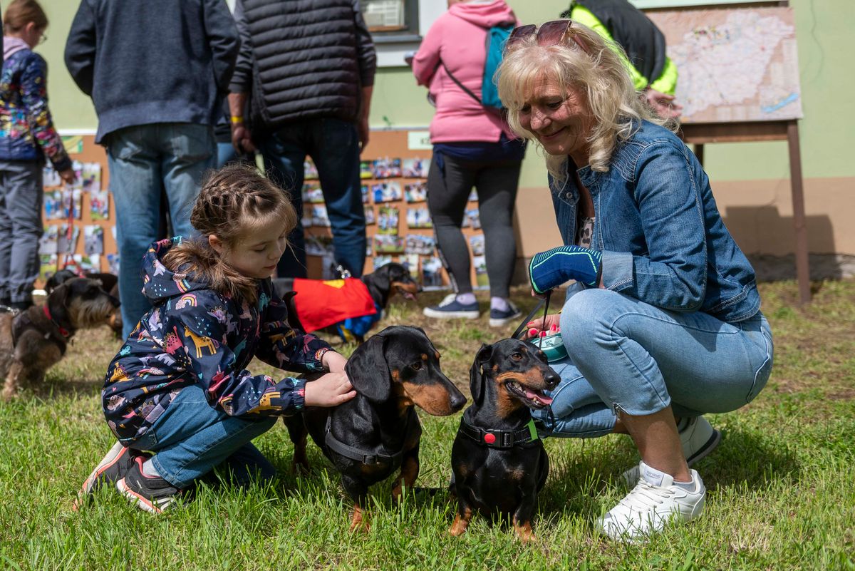 Szécsény adott otthont szombaton a II. Palócföldi Tacskótalálkozónak