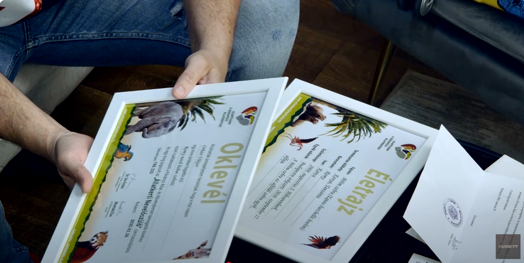 Győzike Orbán Viktor felkérésére zebraügyi kormánybiztos lett