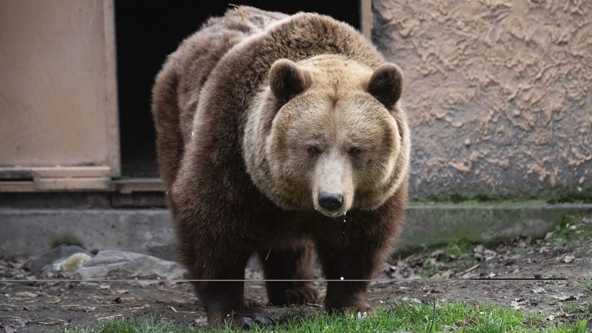 Ipolyvarbó területének határa közelében tűnt fel a medve