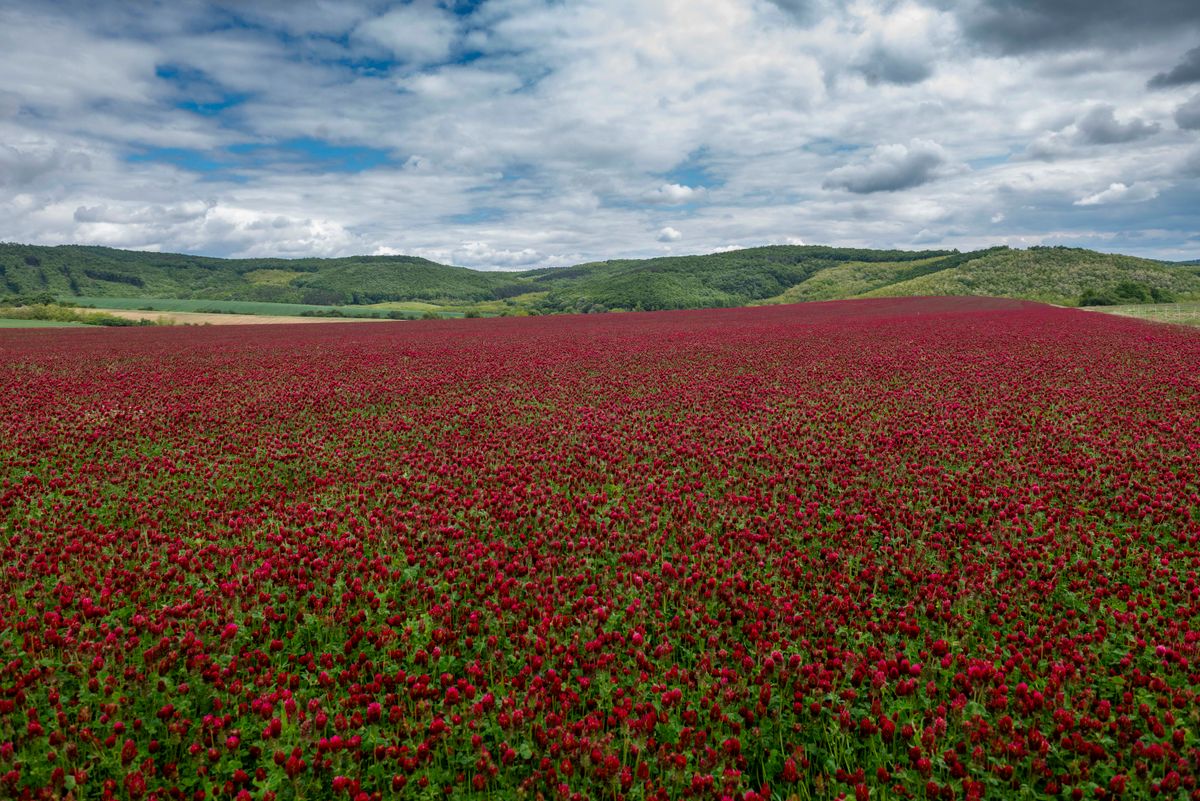 bíborhere, virág, fotók, Vanyarc