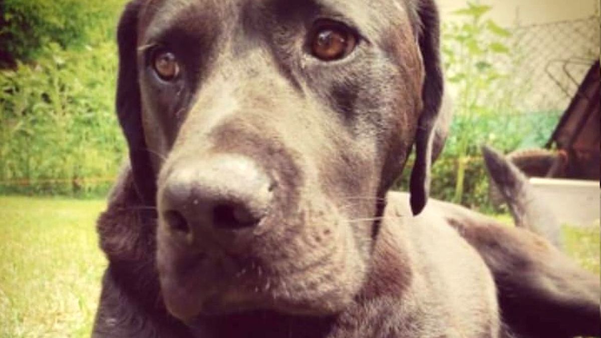 Bolyhos, a nőtincsi labrador brutális állatkínzás áldozata lett