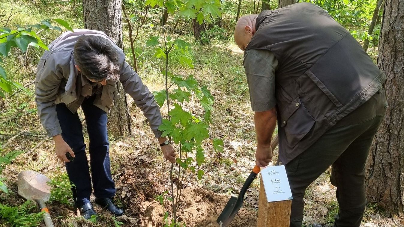 Elültették az év fáját a balassagyarmati füvészkertben