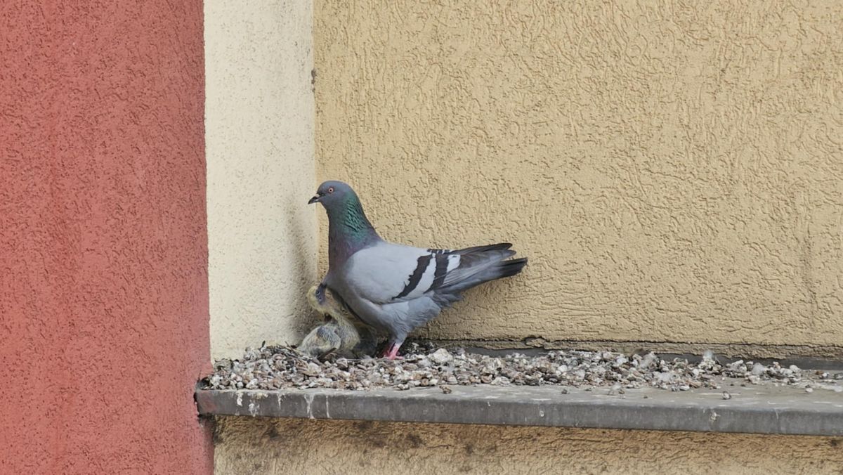 galamb