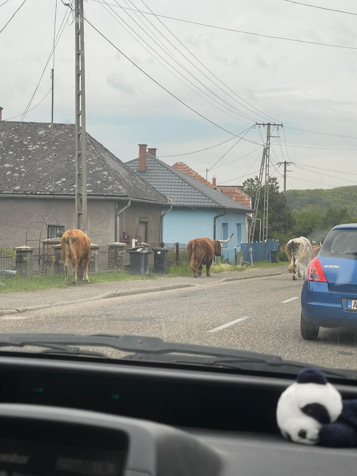 Csütörtök reggel ismét szarvasmarha csorda bandukolt Pintértelep utcáin