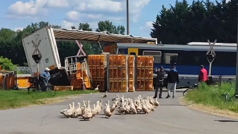 Nem mindennapi látvány a baleset helyszínén