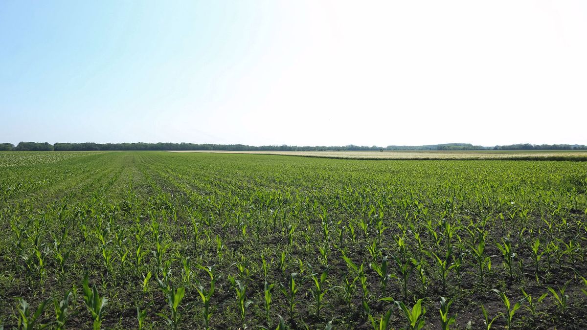 földárverés, Agrárminisztérium, Nógrád vármegye