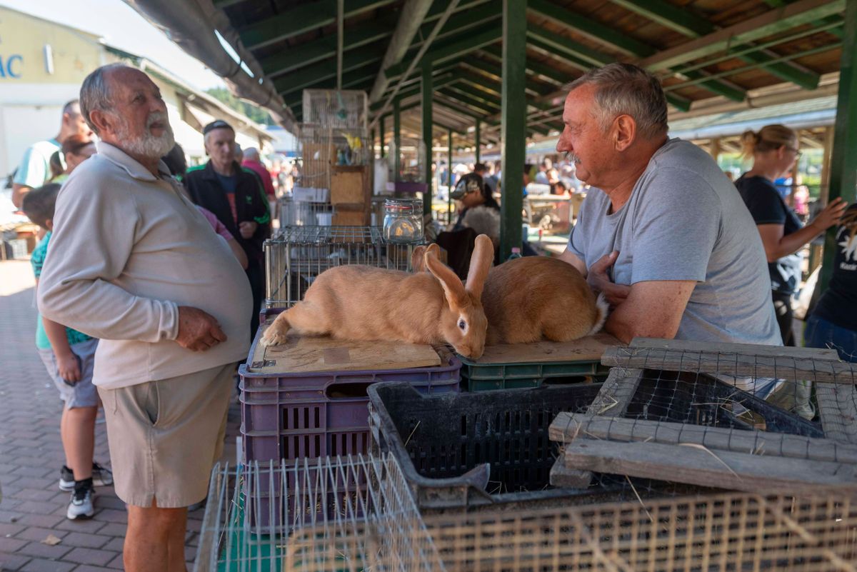 A salgótarjáni piac területén megtartott júliusi Állati Jó Vasárnapon a nyulak most is népszerűek voltak