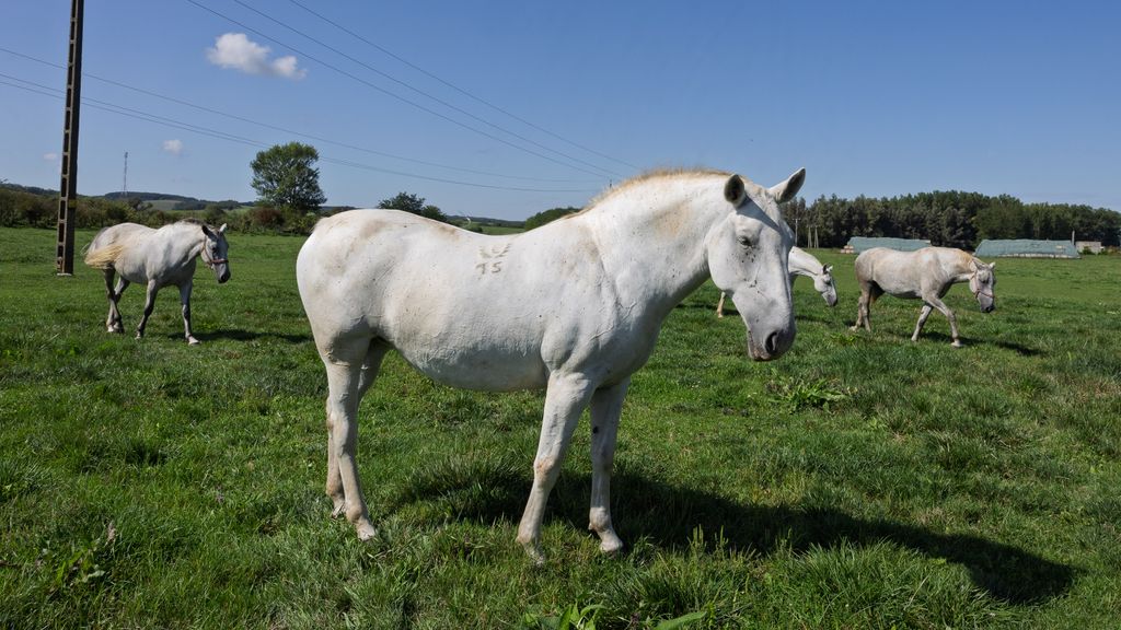 Fogathajtás: így vágtáznak a karancslapujtői lipicai lovak!