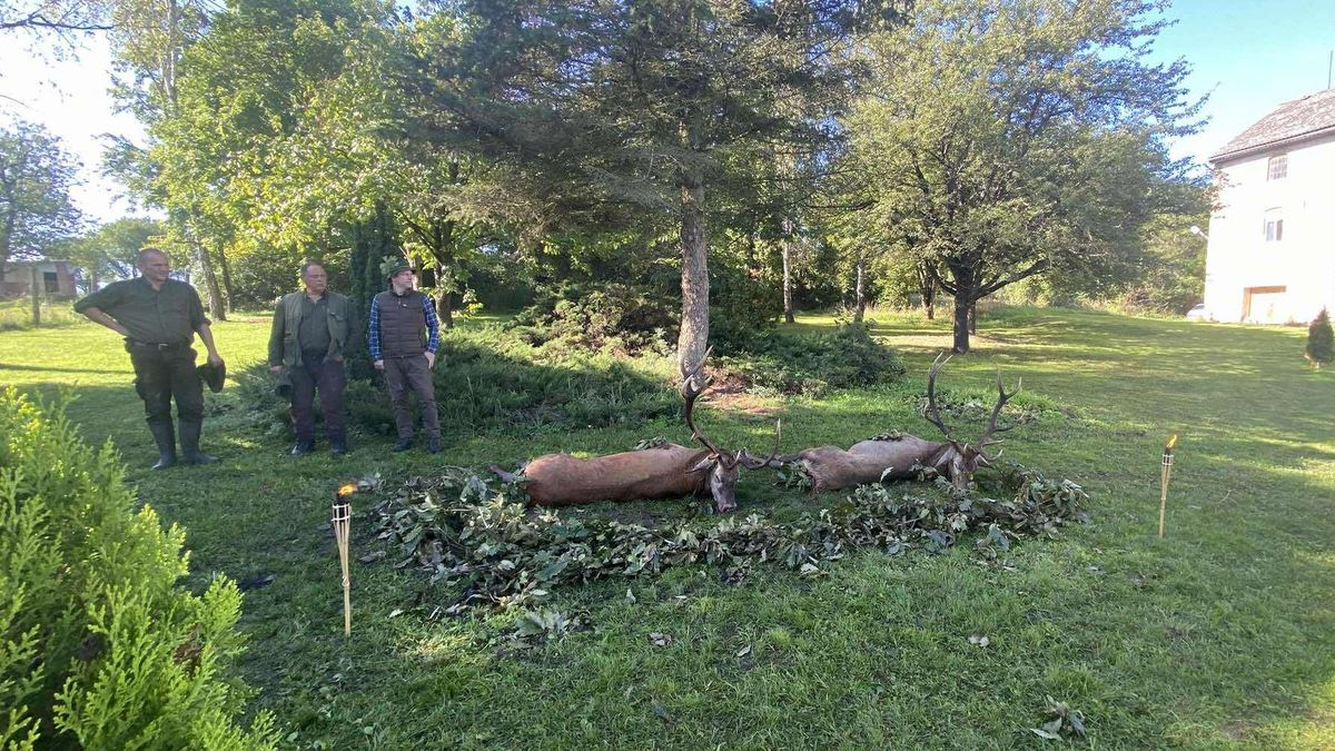 Vadászlegendává válhat: torz agancsú szarvast ejtettek el Nógrádban – fotók