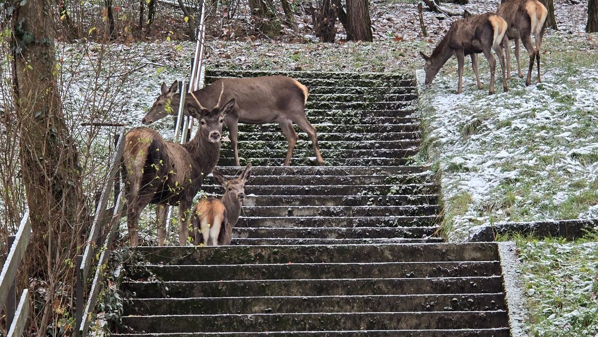 Szarvasok Salgótarjánban, a Gorkij-lakótelepen. Fülöpné Kuris Dóra épp csak kiszállt autójából és szemben találta magát velük.