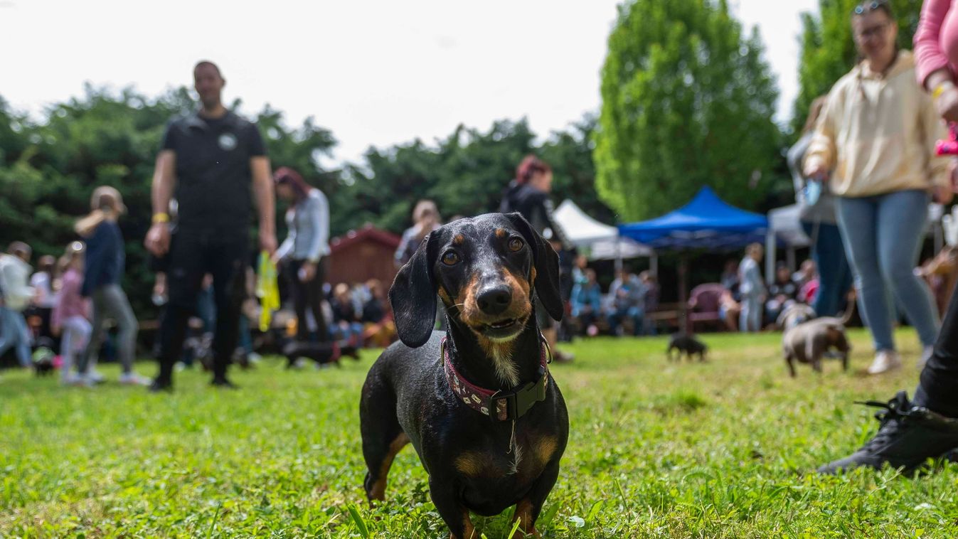 Olyan tacskótalálkozó lesz Nógrádban, hogy mind a tíz jutalomfalatod megnyalod!