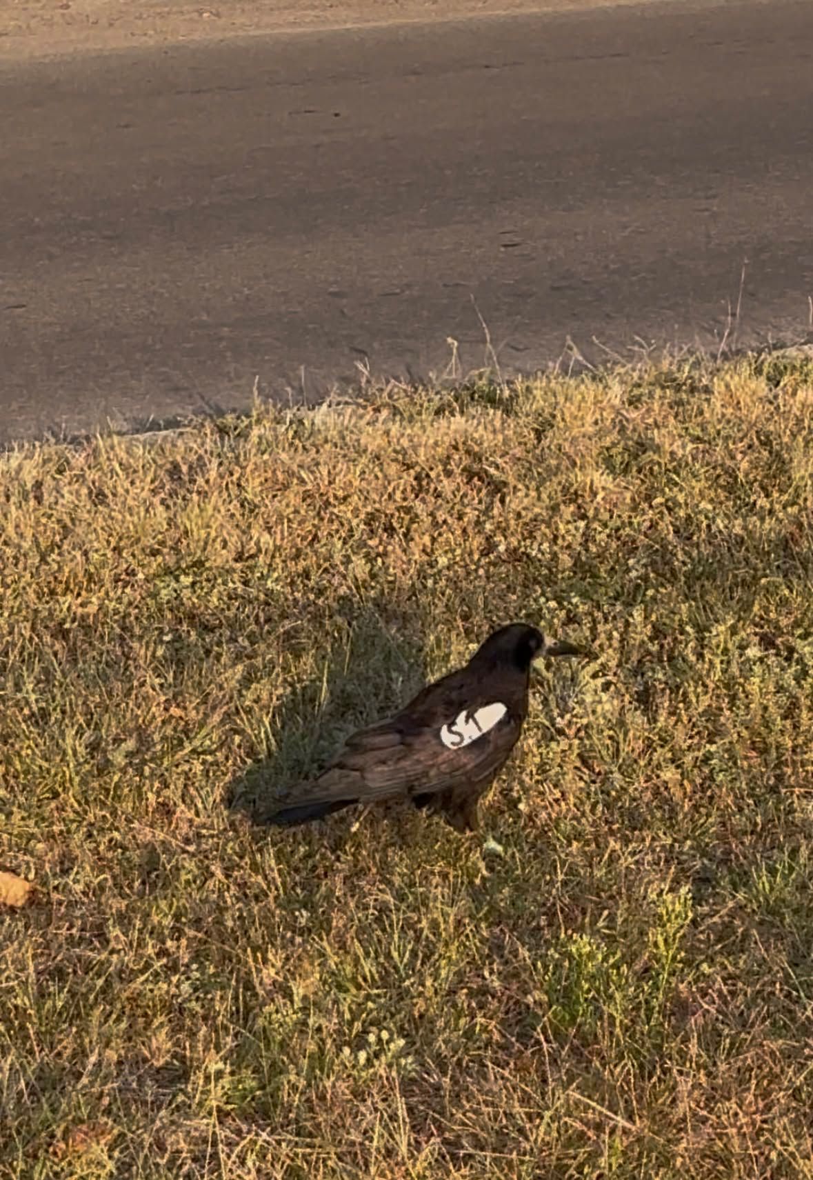 A crow ringed in Nógrád County flew more than a thousand kilometers